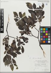 Foto von Salix glabra Scop. x Salix nigricans Sm.